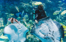 Cairns Aquarium and Reef Research Centre5