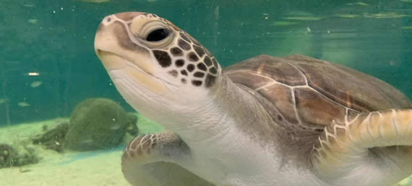 Cairns Aquarium General Admission & Turtle Hospital Tour
