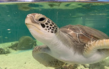 Cairns Aquarium and Reef Research Centre3