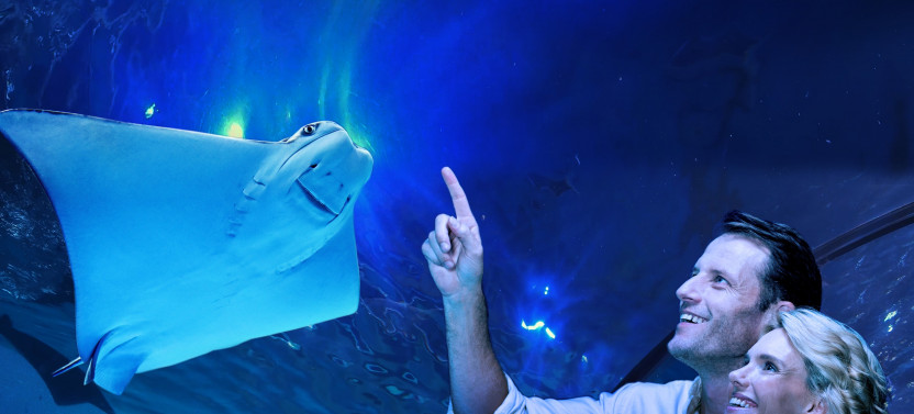 2 Hour Cairns Aquarium By Twilight Guided Tour