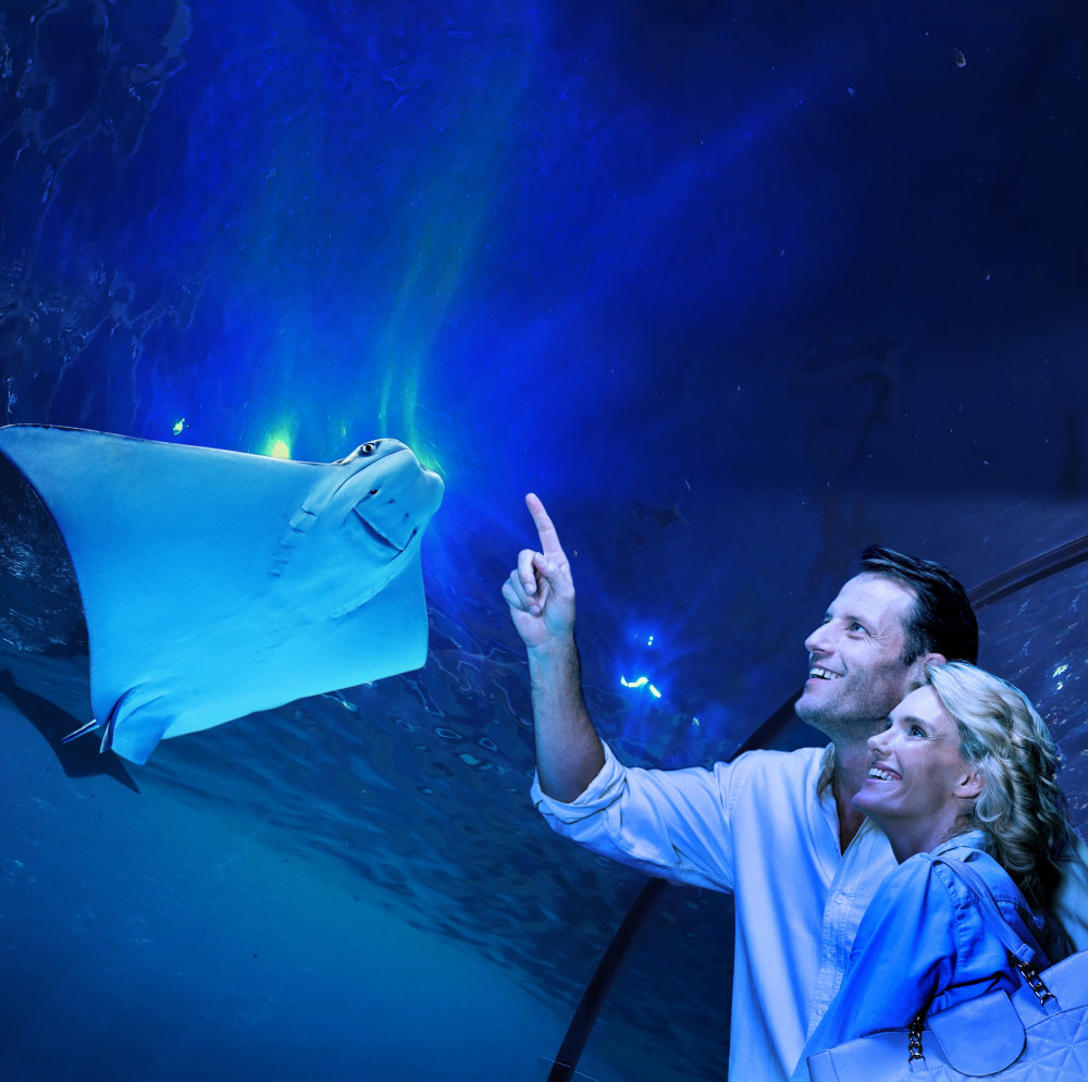 2 Hour Cairns Aquarium By Twilight Guided Tour