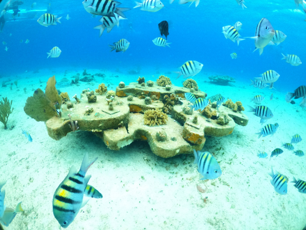 Under The Sea Of ​​Cozumel Private Clear Boat Tour - Cozumel | Project  Expedition