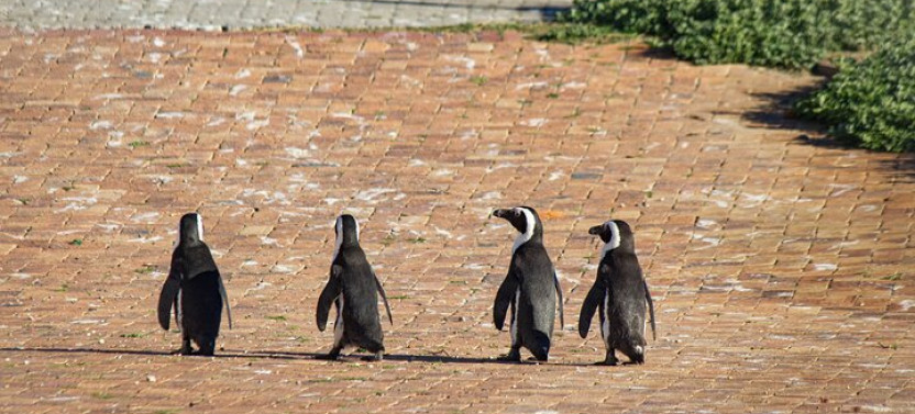 Private: Full Day Cape Agulhas Tour With Penguin Viewing