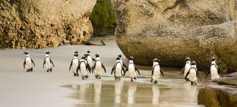 Half Day Boulders Beach Penguin Colony Tour from Cape Town