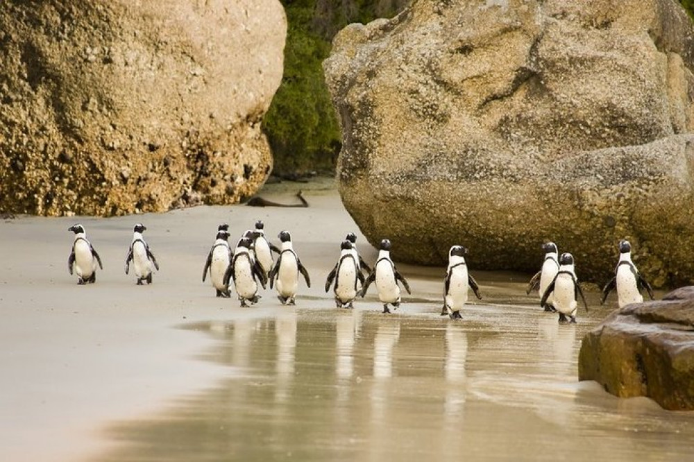 Half Day Boulders Beach Penguin Colony Tour from Cape Town