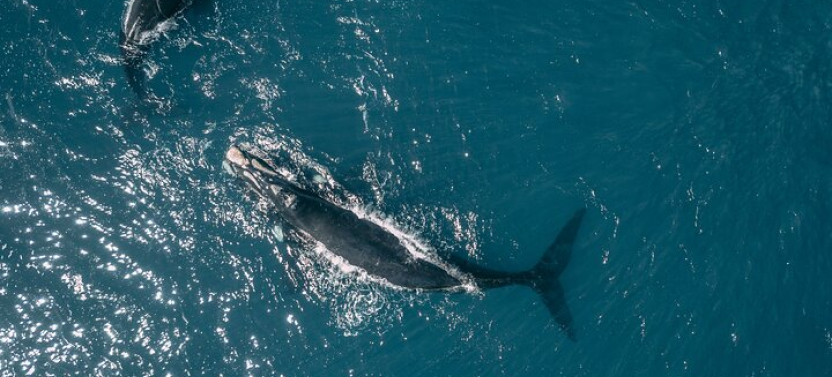 Hermanus Whale Watching Tour w. Private Transportation from Cape Town