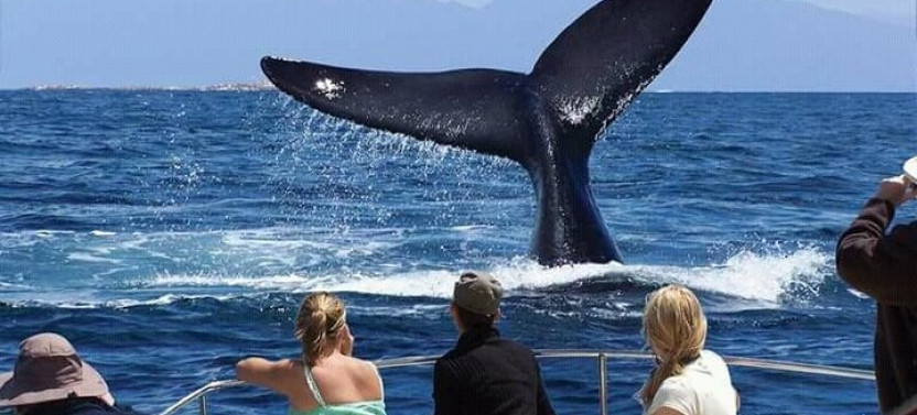 Hermanus Whale Watching Tour w. Private Transportation from Cape Town