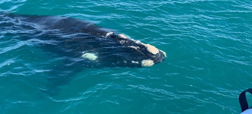 Hermanus Whale Watching Tour w. Private Transportation from Cape Town