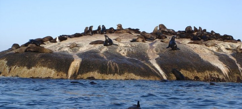 Private: Table Mountain, Boulders Beach & The Cape of Good Hope Tour