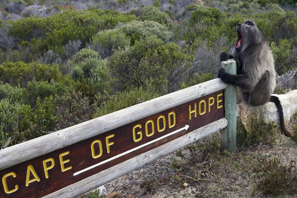 Full Day Cape Of Good Hope & Penguins Tour from Cape Town