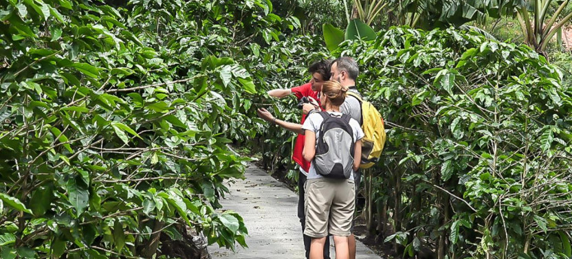 3-in-1 Monteverde Coffee, Chocolate and Sugar Cane Tour
