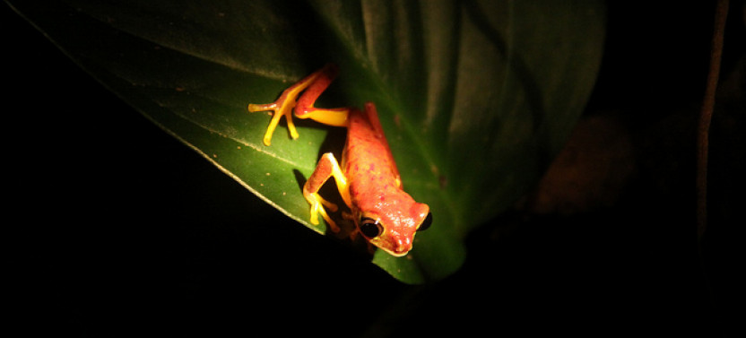 Monteverde Cloud Forest Night Walk