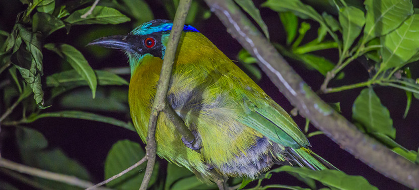 Monteverde Cloud Forest Night Walk