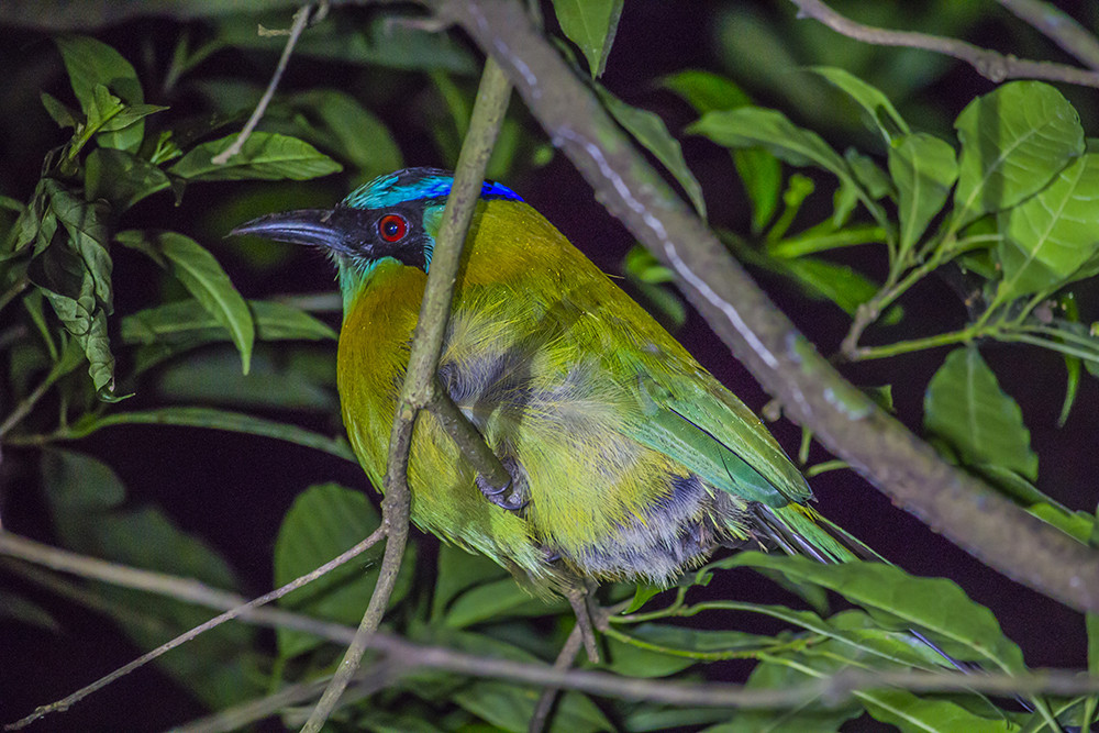 Monteverde Cloud Forest Night Walk