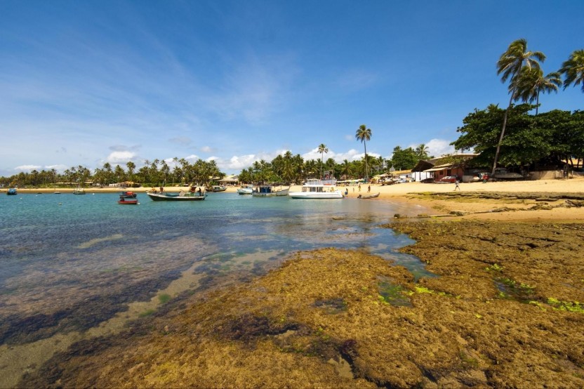 Praia do Forte and Tamar Project: Sea Turtle Nesting Grounds