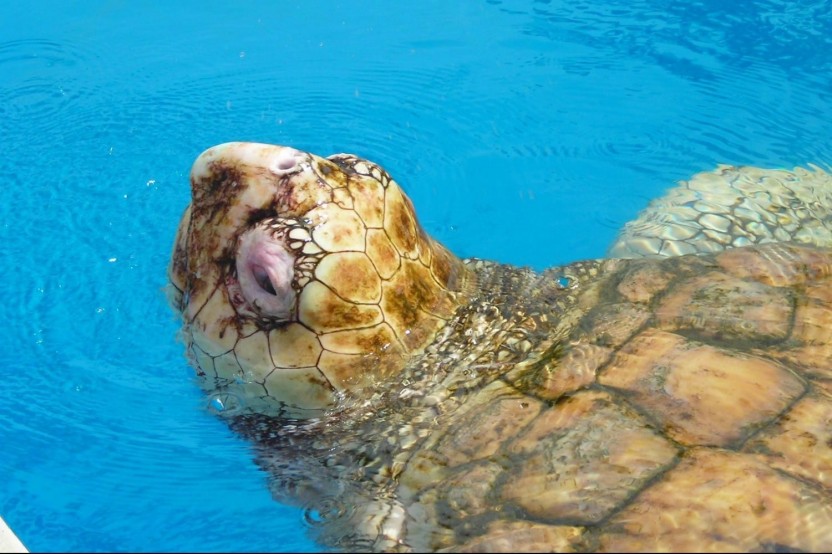 Praia do Forte and Tamar Project: Sea Turtle Nesting Grounds