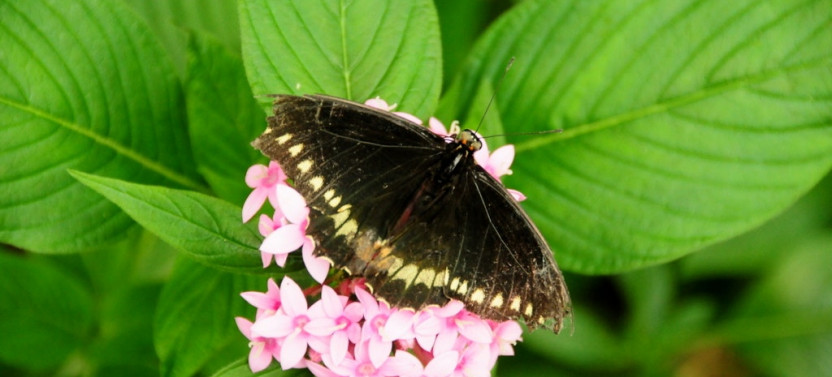 Ziplines, Bridges & Butterflies