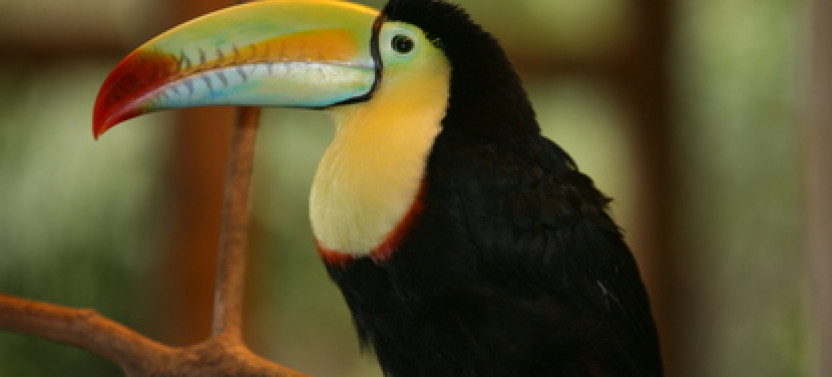 Arenal Volcano National Park Highlights | Day Tour