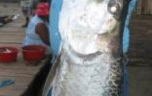 Go With Gus - Puerto Quetzal4