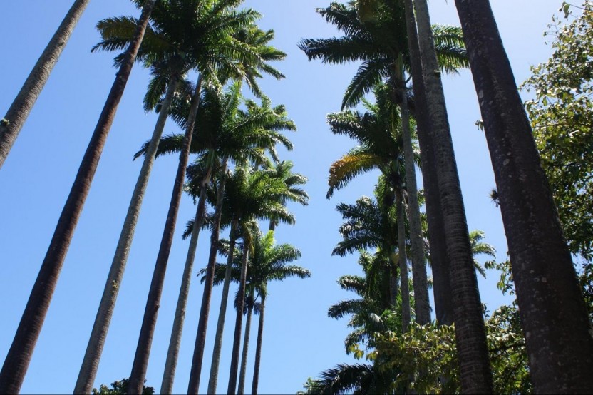 Rainforest Jeep Tour with Botanical Garden
