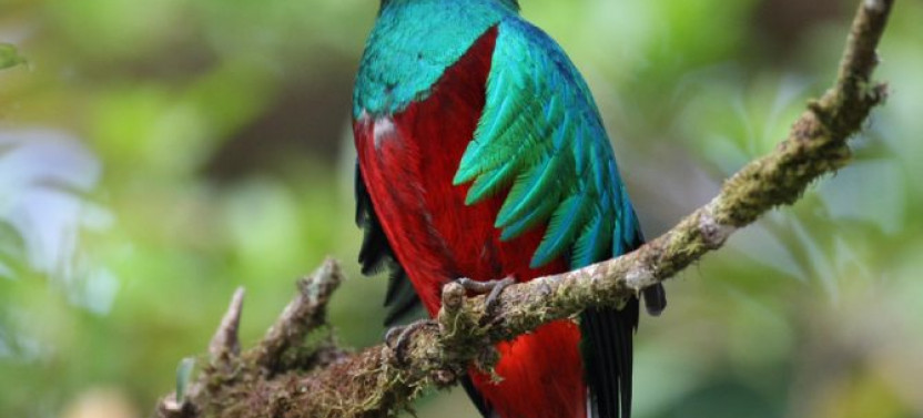 Curi-Cancha Natural History Tour