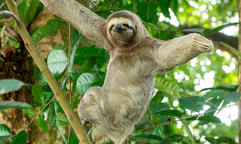 Manuel Antonio National Park Guided Tour