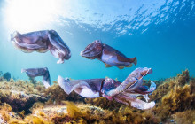 3 Day - Swim With The Giant Cuttlefish