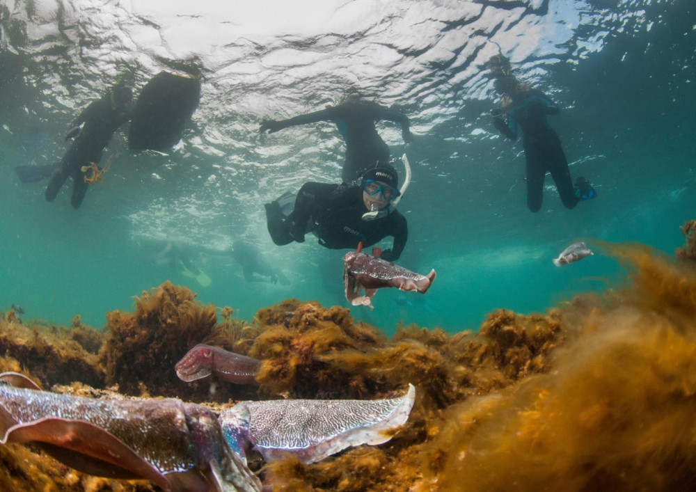 3 Day - Swim With The Giant Cuttlefish