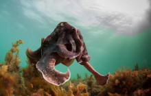 3 Day - Swim With The Giant Cuttlefish