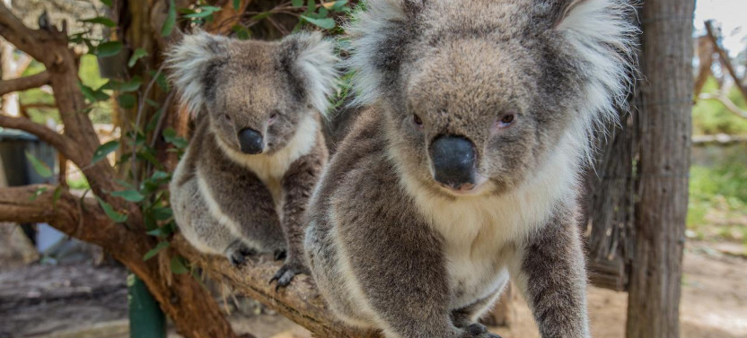 Cleland Wildlife Park Experience