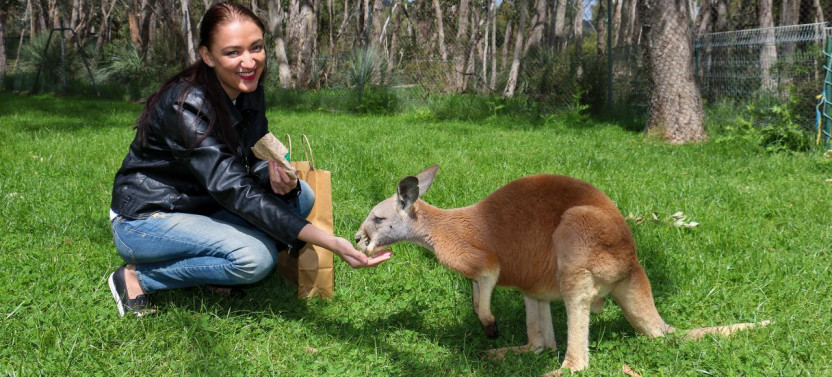 Cleland Wildlife Park Experience