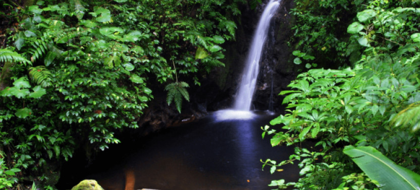Monteverde Cloud Forest Reserve Guided Walk