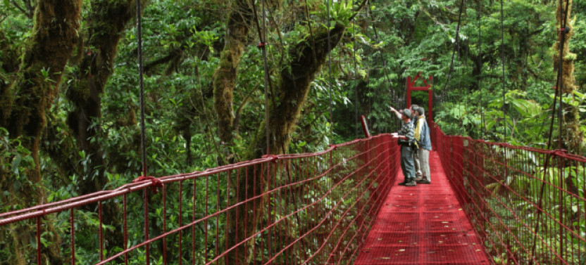 Monteverde Bird Watching | Private Tour