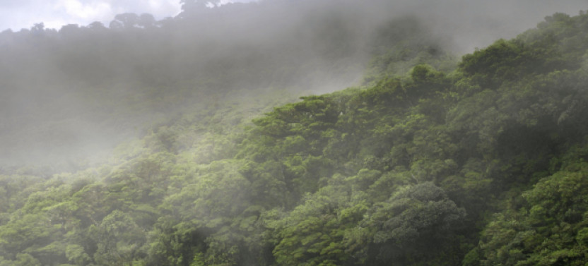 Monteverde Bird Watching | Private Tour