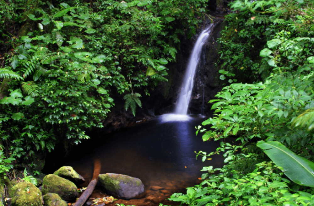 Monteverde Cloud Forest Reserve | Private Tour