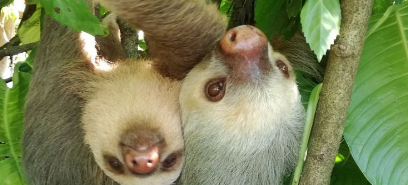 Arenal Sloth Tour