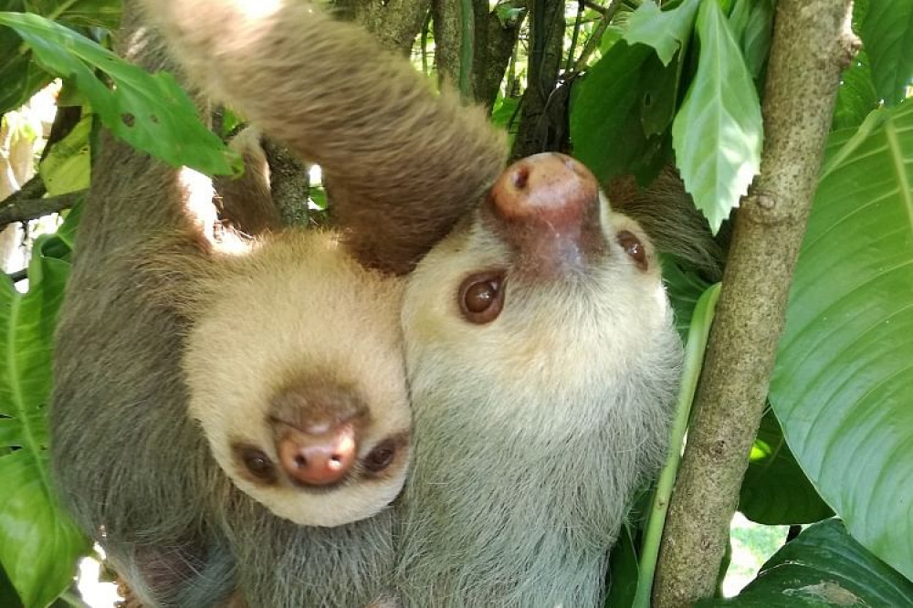 Arenal Sloth Tour