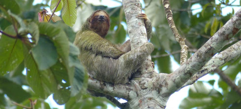 Arenal Sloth Tour