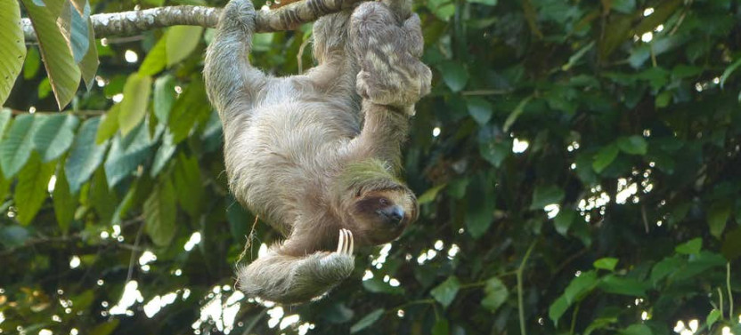 Arenal Sloth Tour