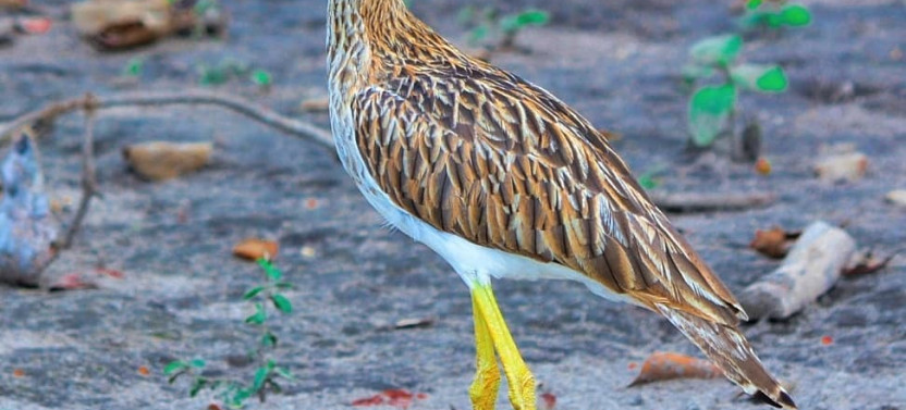 Guanacaste Ponderosa Adventure Park | Day Tour