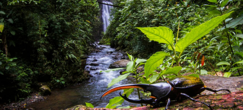 Monteverde Cloud Forest Waterfalls, Trekking and Horseback Ride