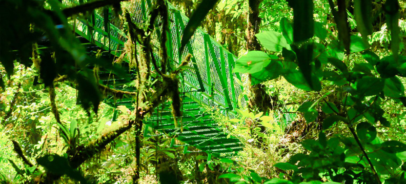 3-in-1 Monteverde Suspension Bridges, Sloth Sanctuary & Gardens