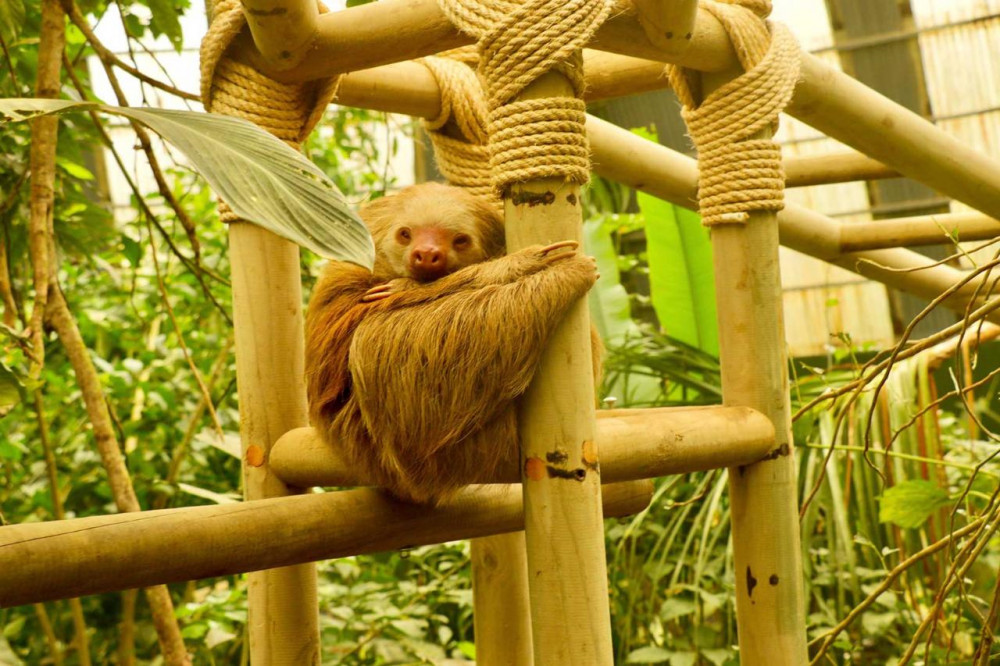 Sloth Backpackers 3-in-1 Monteverde Suspension Bridges, Sloth Sanctuary & Gardens ...