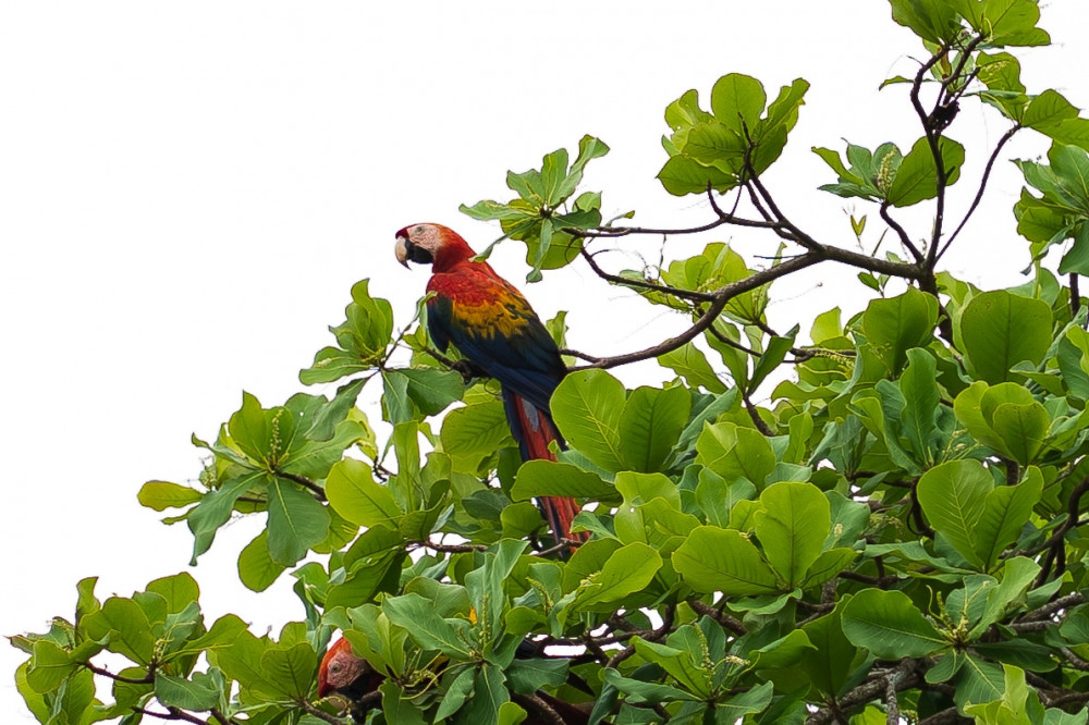 Corcovado National Park Sirena Station | Day Tour