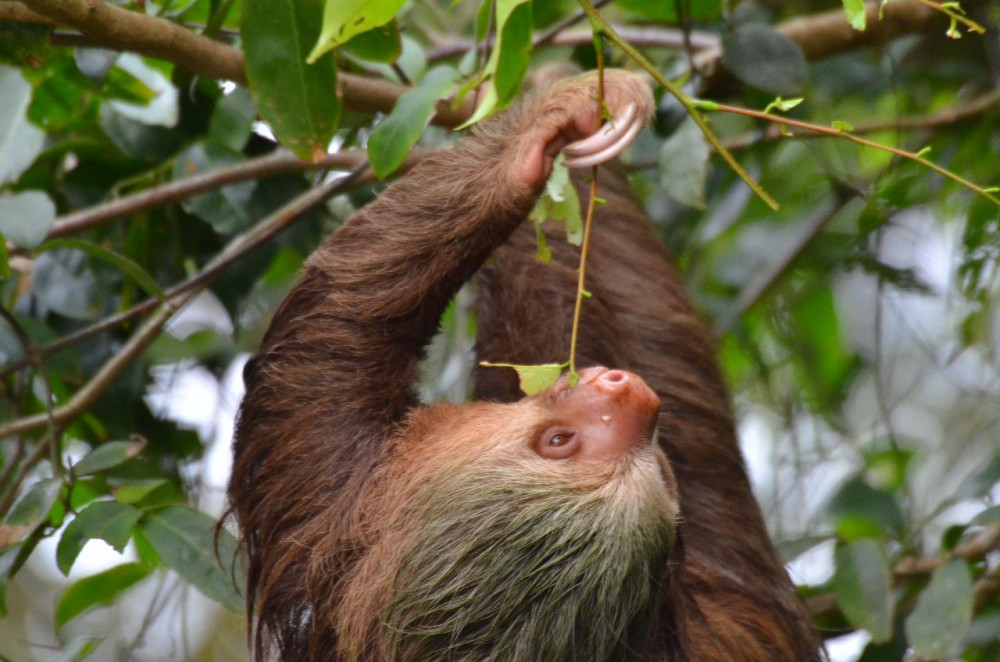 Tortuguero National Park Walk | Guided Tour