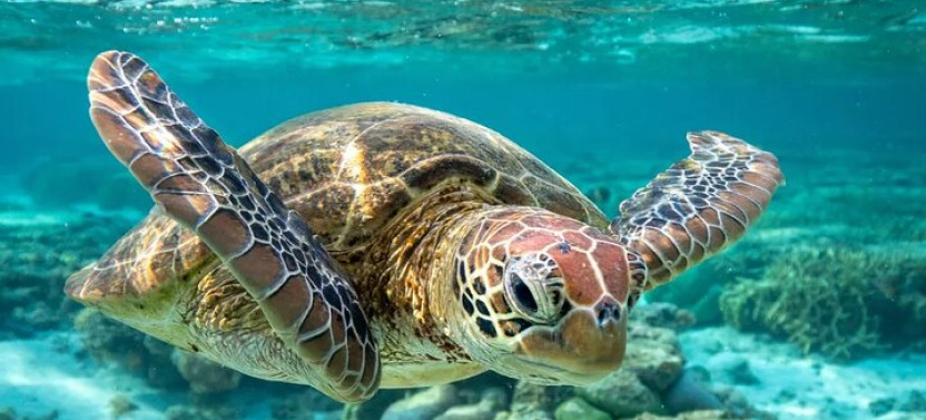 Shore Excursion Carlisle Bay Turtles & Shipwreck Snorkel Cruise