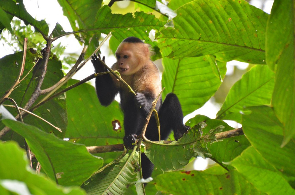 Tortuguero National Park Cerro Hike | Guided Tour