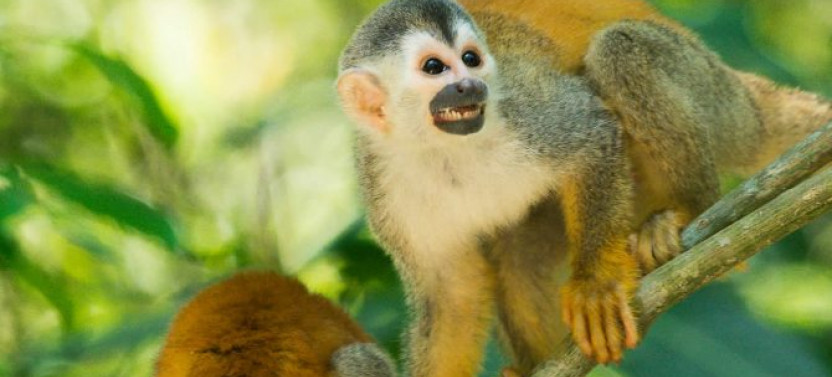 Manuel Antonio Mangrove Boat Tour | Guided Tour