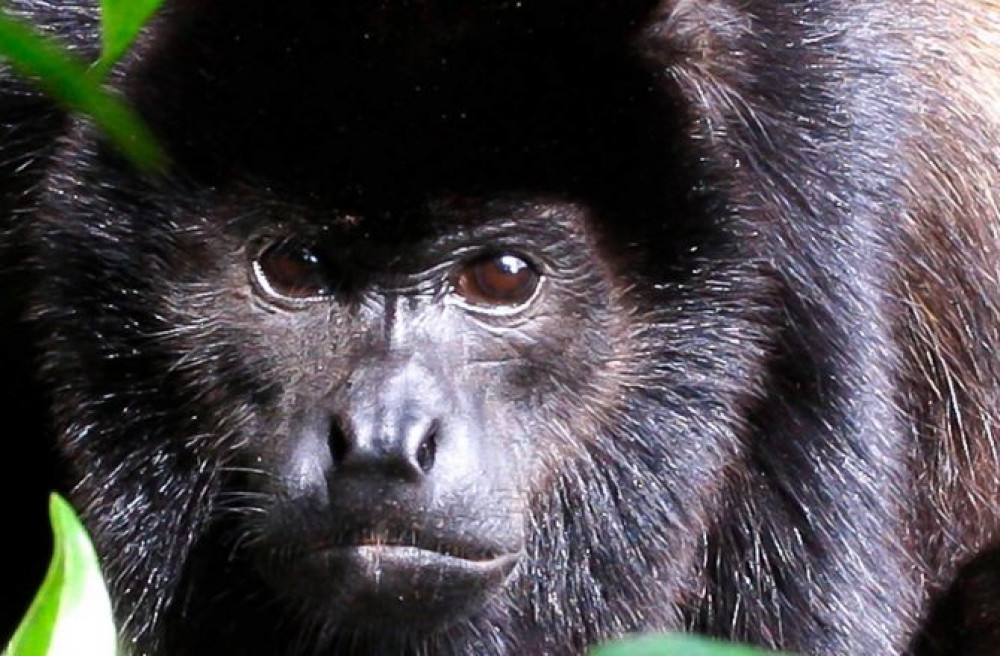 Manuel Antonio Mangrove Boat Tour Guided Tour Manuel Antonio