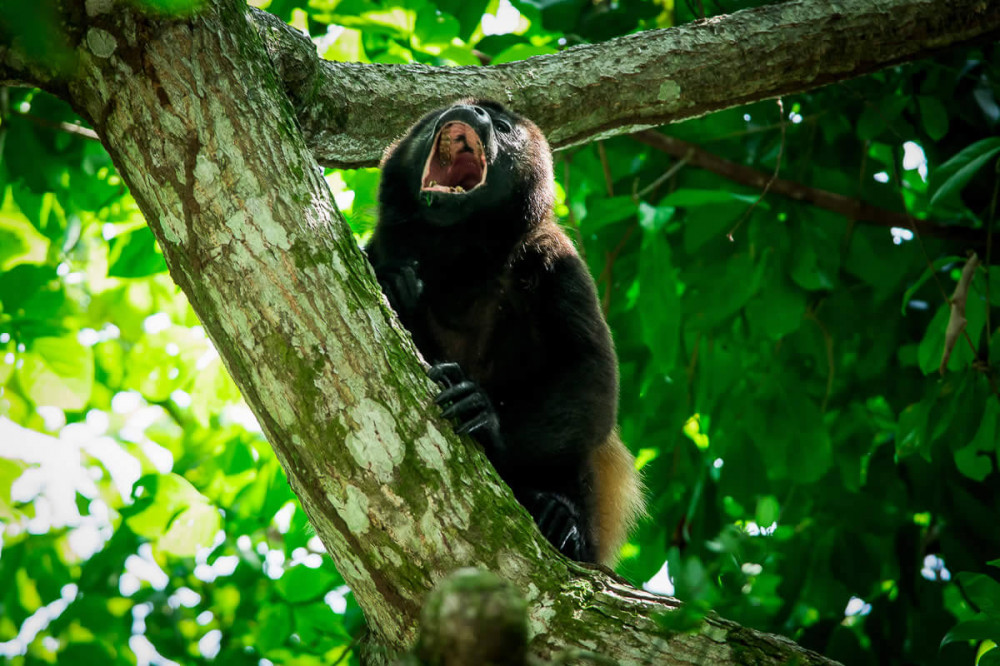 Manuel Antonio Mangrove Boat Tour Guided Tour Manuel Antonio